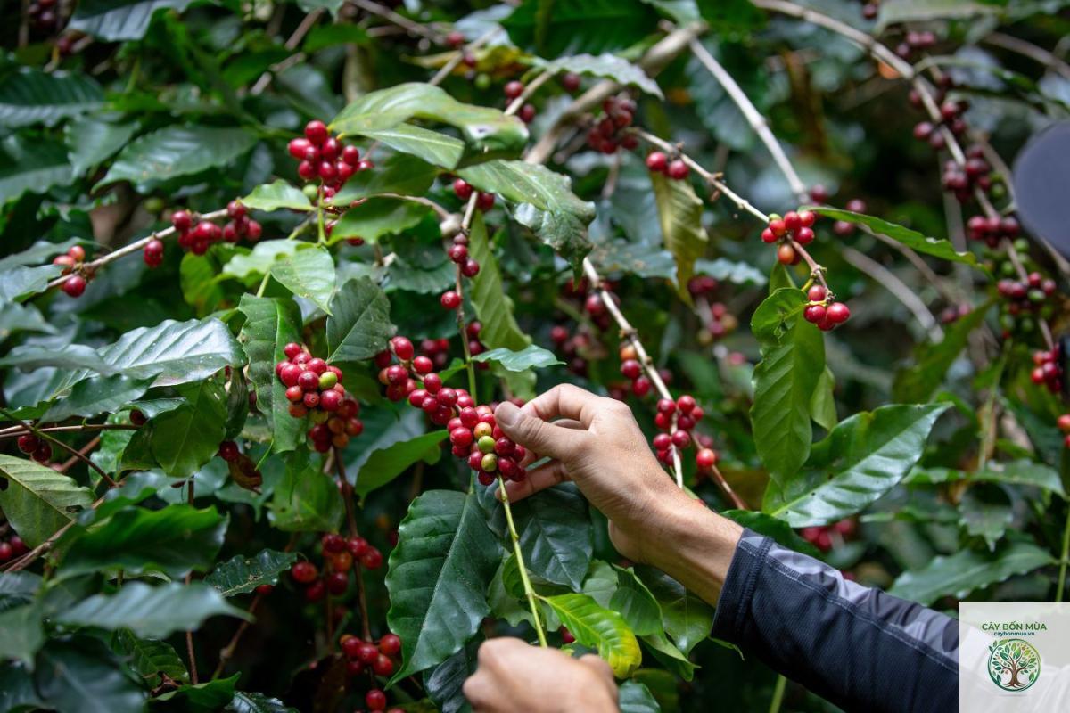cây cà phê Typica - Image 1