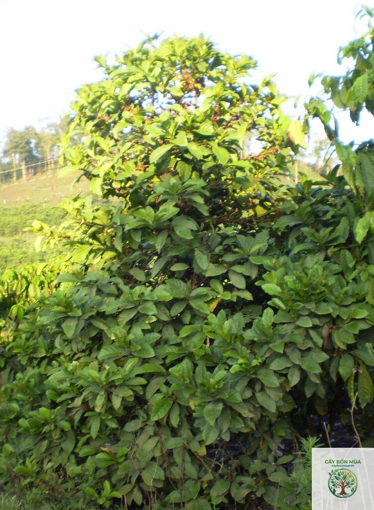 cây cà phê mít