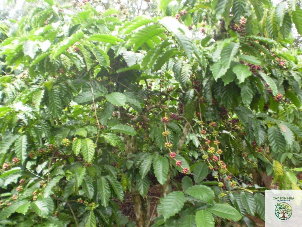 cây cà phê vối