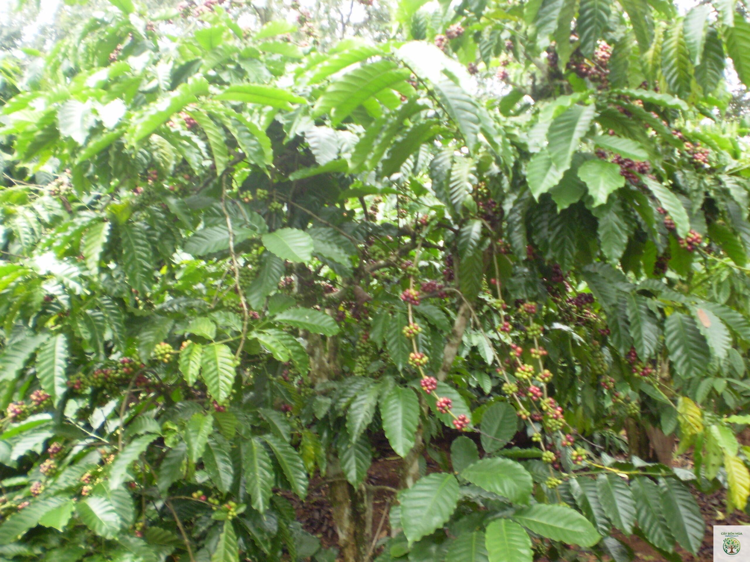cây cà phê vối - Image 1