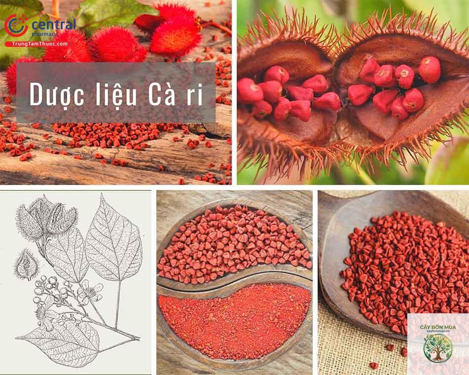 cây cà ri - Image 4