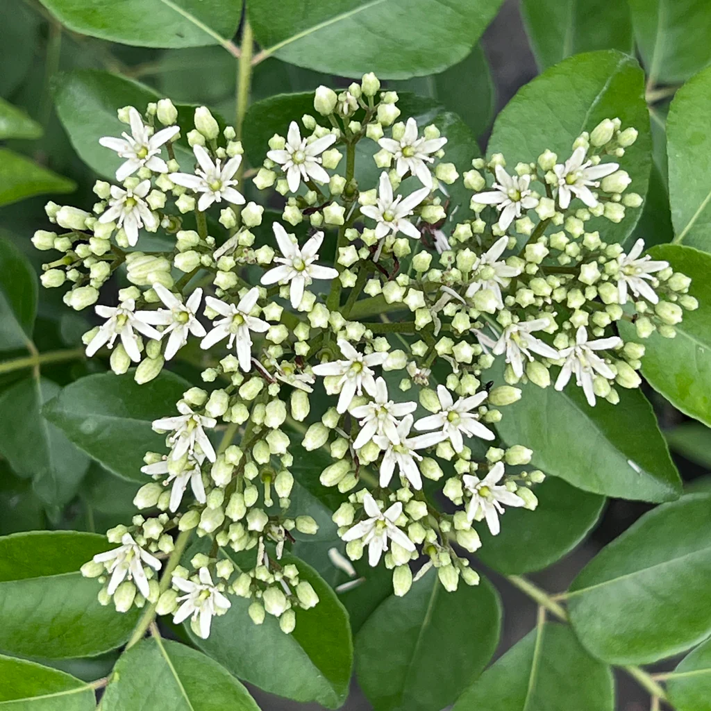 cây cà ri Ấn Độ - Image 2