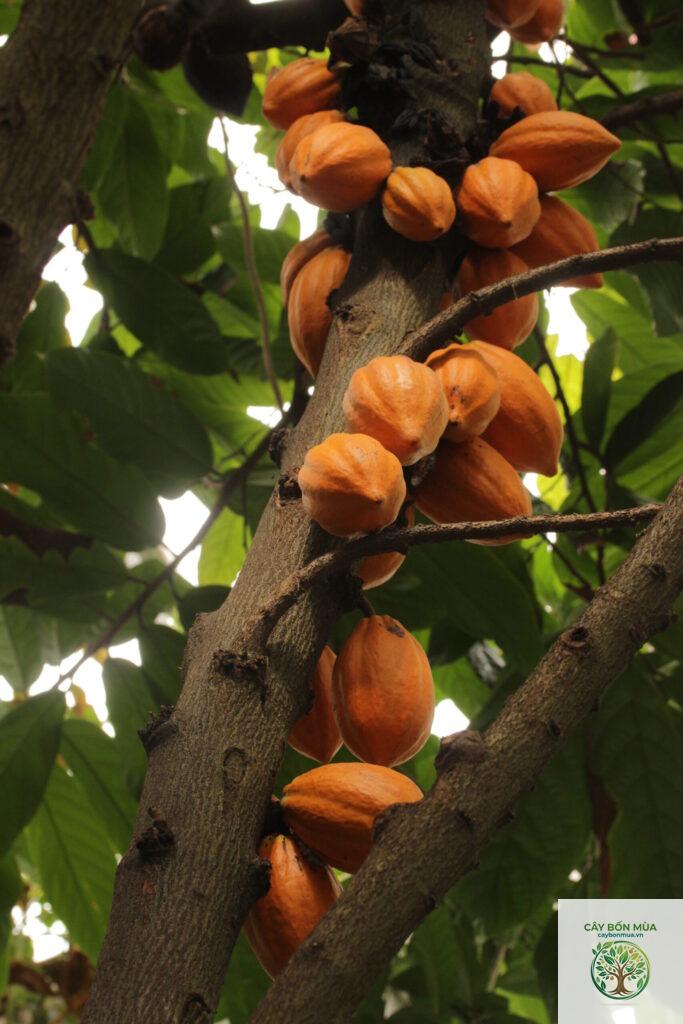 cây cacao