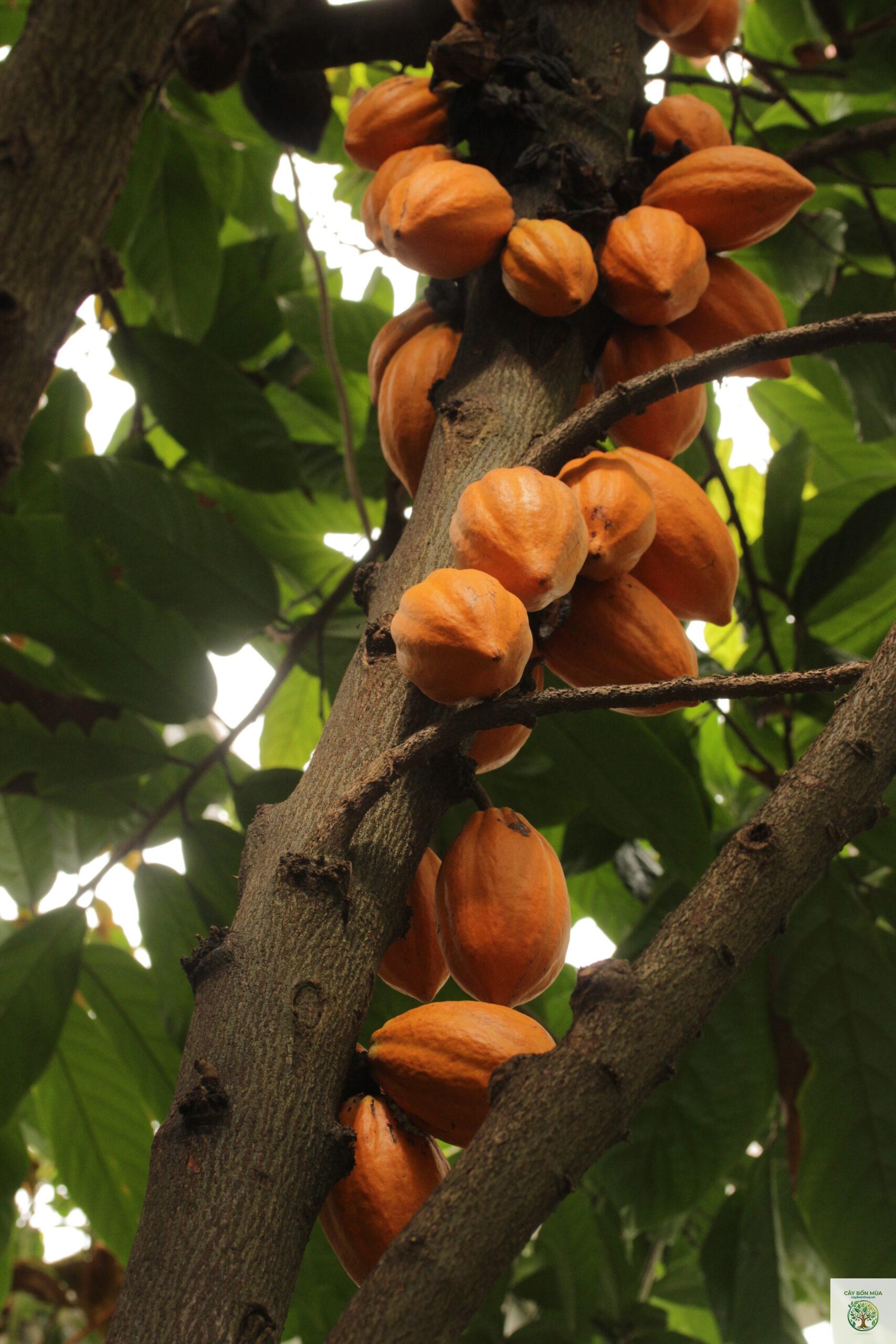 cây cacao - Image 1