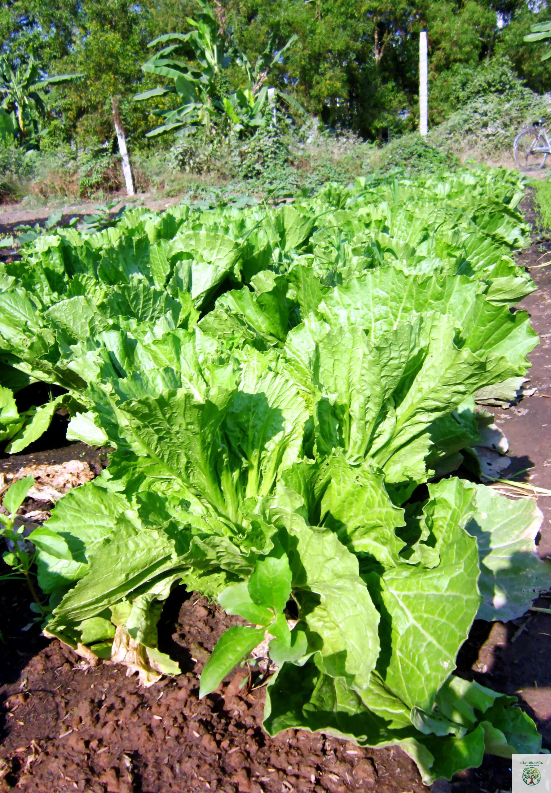 cây cải bẹ - Image 2