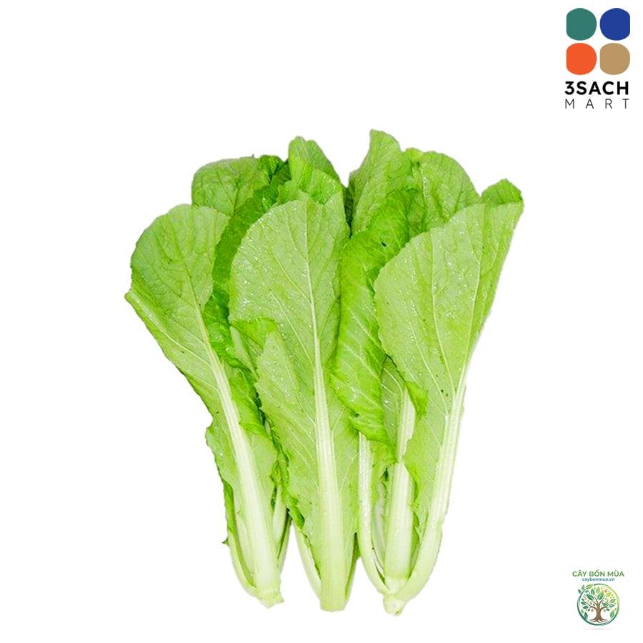 cây cải bẹ - Image 4