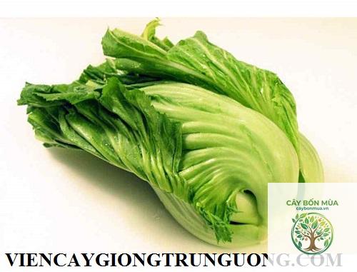 cây cải bẹ - Image 5