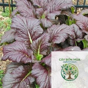 cây cải bẹ đỏ