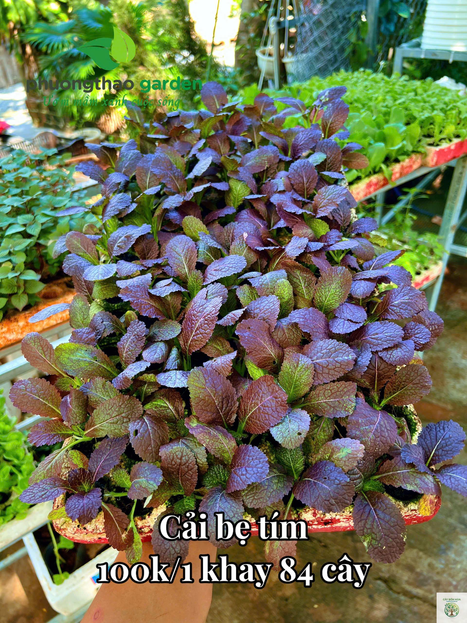 cây cải bẹ tím - Image 2