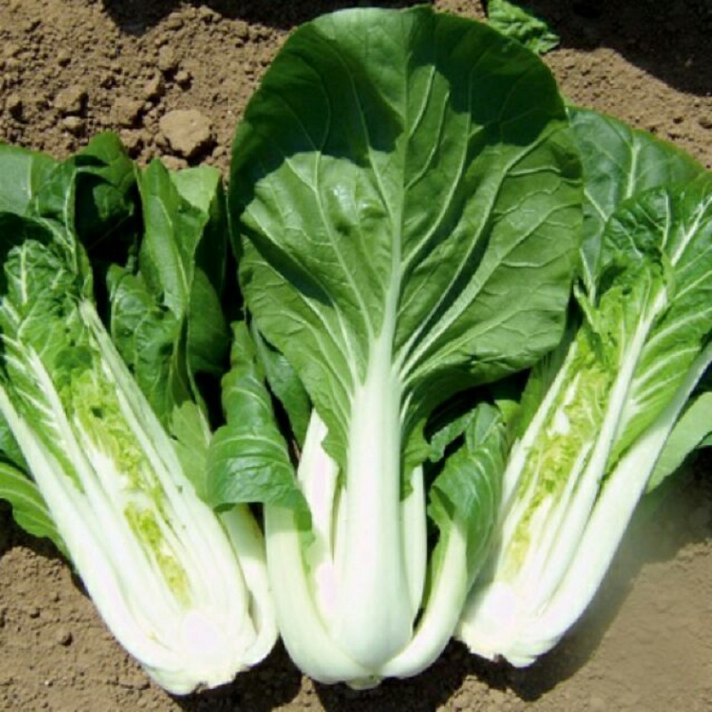 cây cải bẹ trắng - Image 3