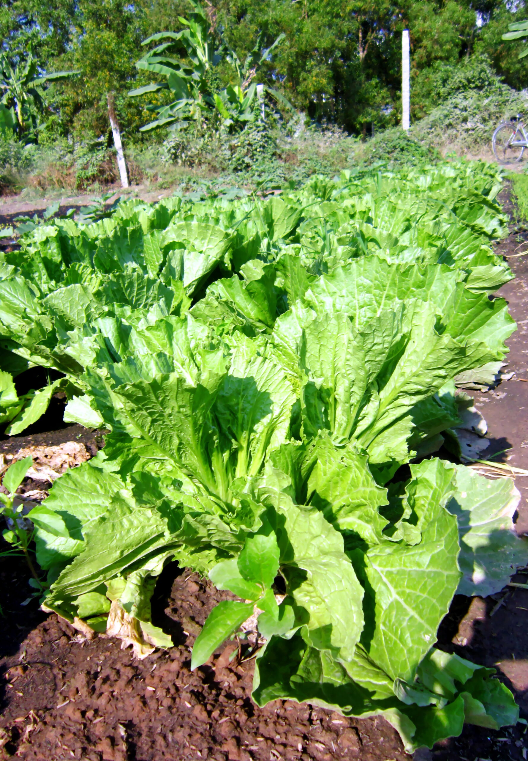 cây cải bẹ xanh - Image 3