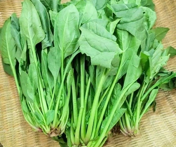 cây cải bó xôi - Image 2