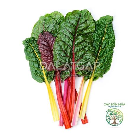cây cải cầu vồng trắng - Image 5