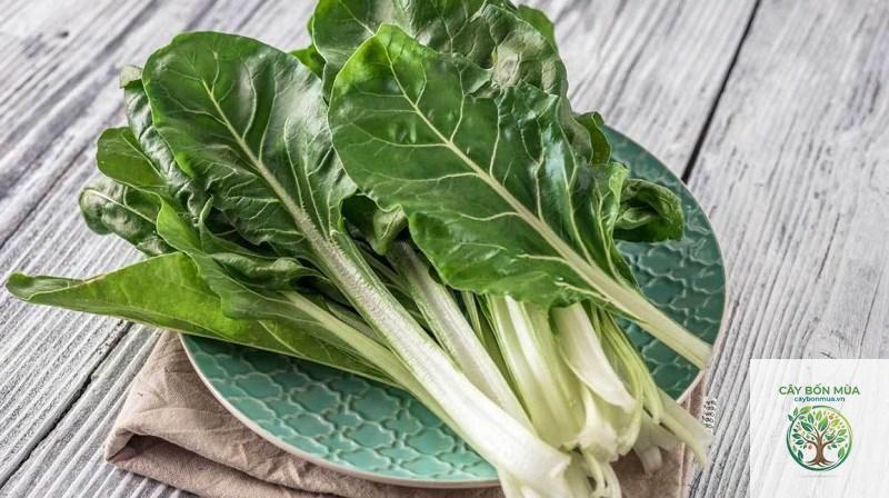 cây cải cầu vồng trắng