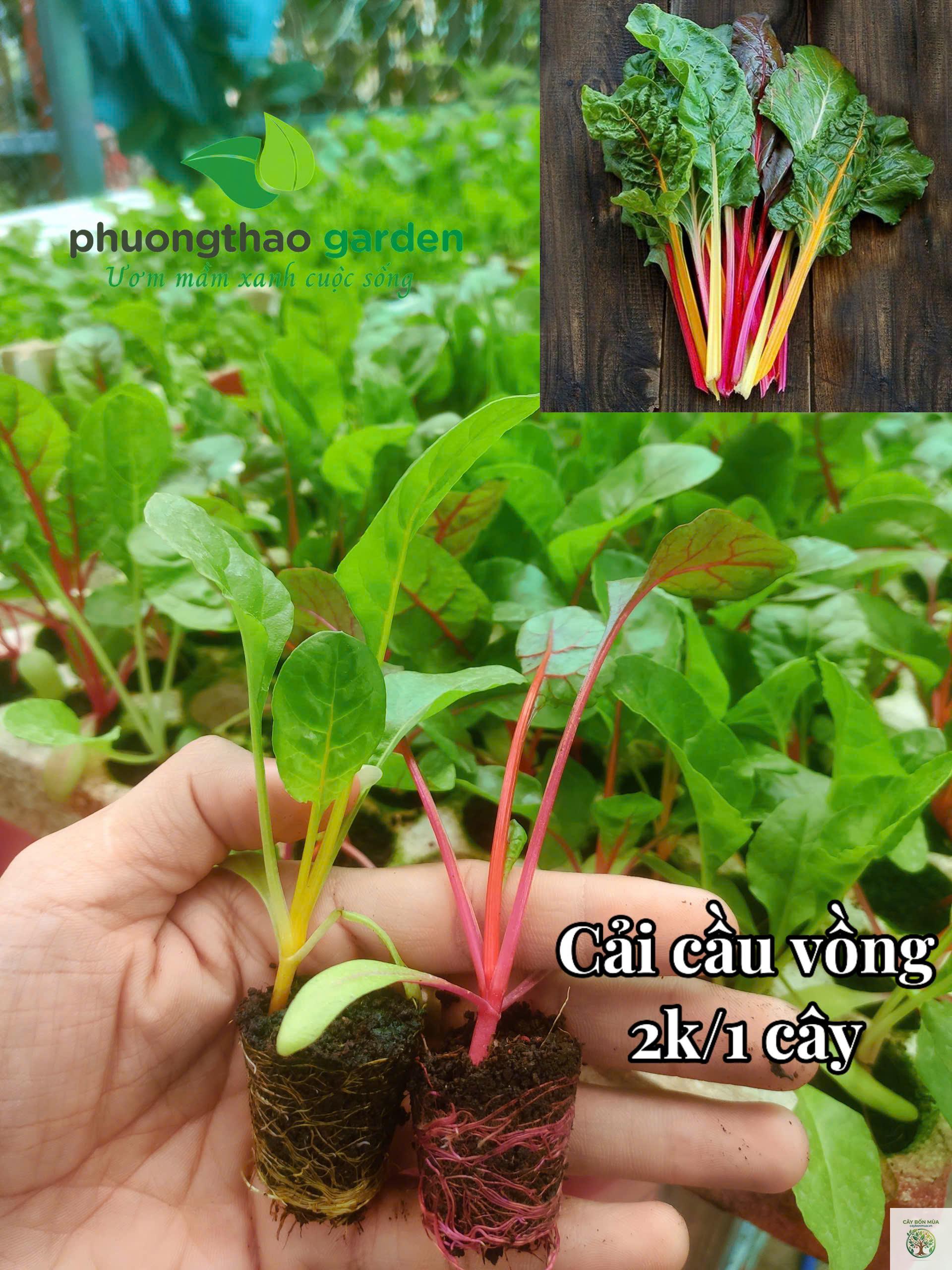 cây cải cầu vồng xanh - Image 3