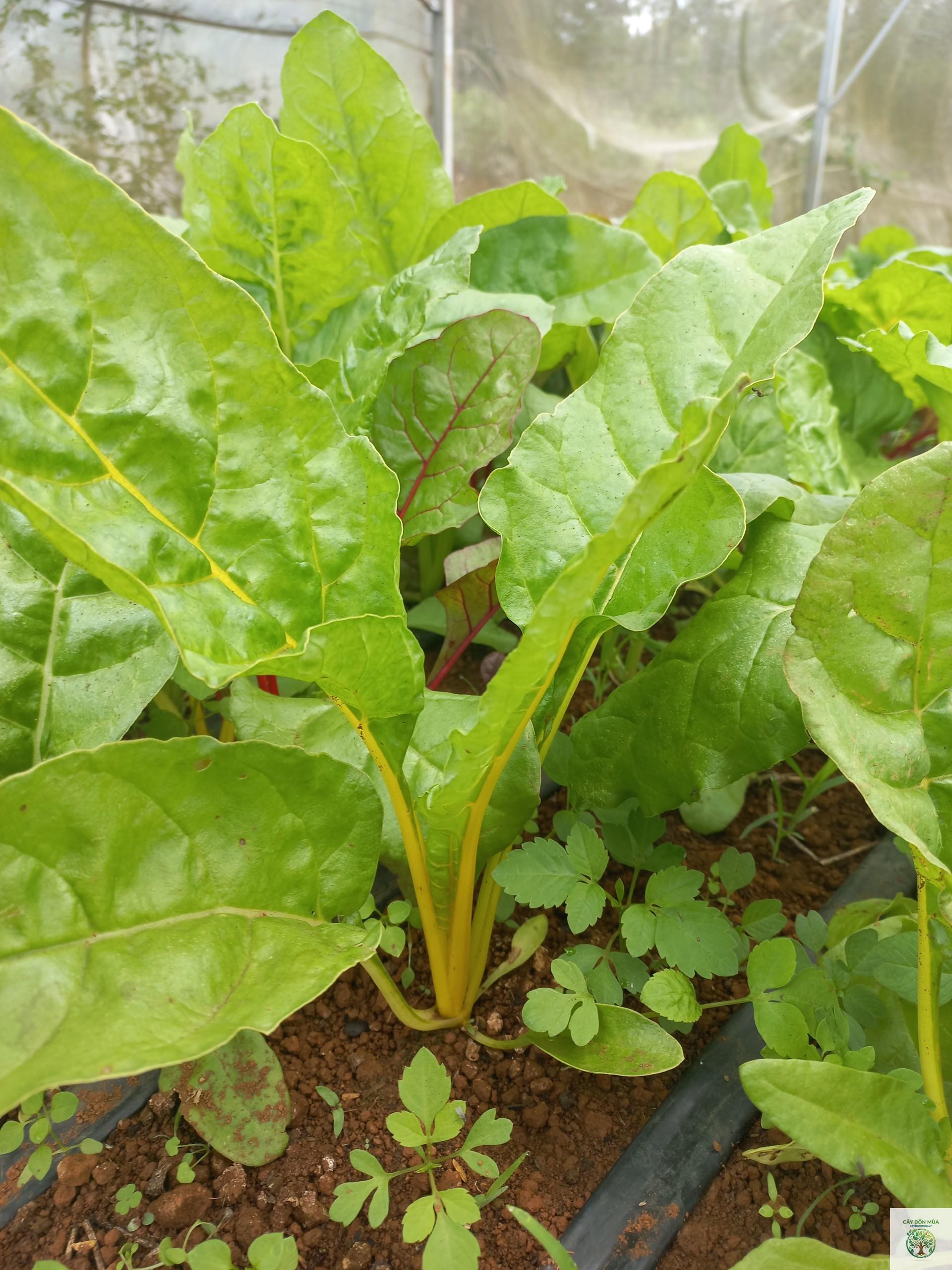 cây cải cầu vồng xanh - Image 5