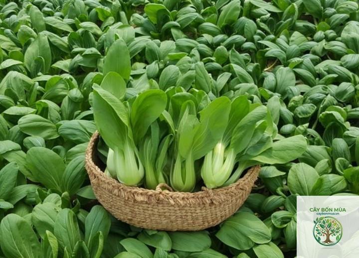 cây cải chip - Image 2