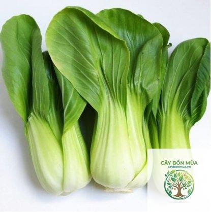 cây cải chip