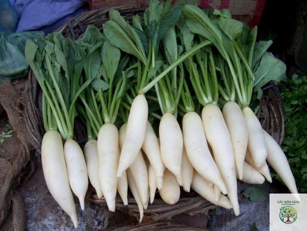 cây cải củ