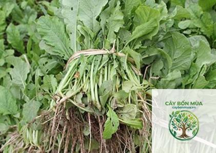 cây cải củ - Image 4