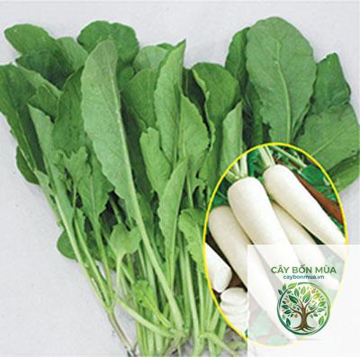 cây cải củ - Image 5