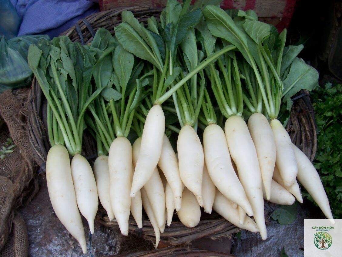 cây cải củ - Image 1