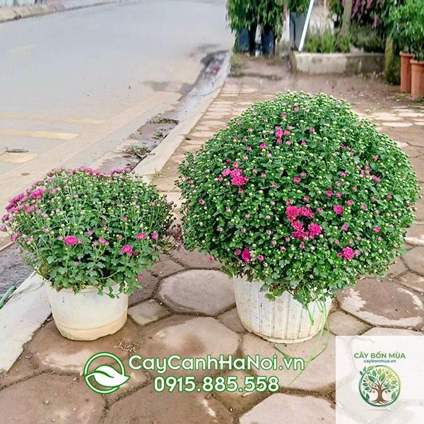 cây cải cúc Hàn Quốc - Image 2