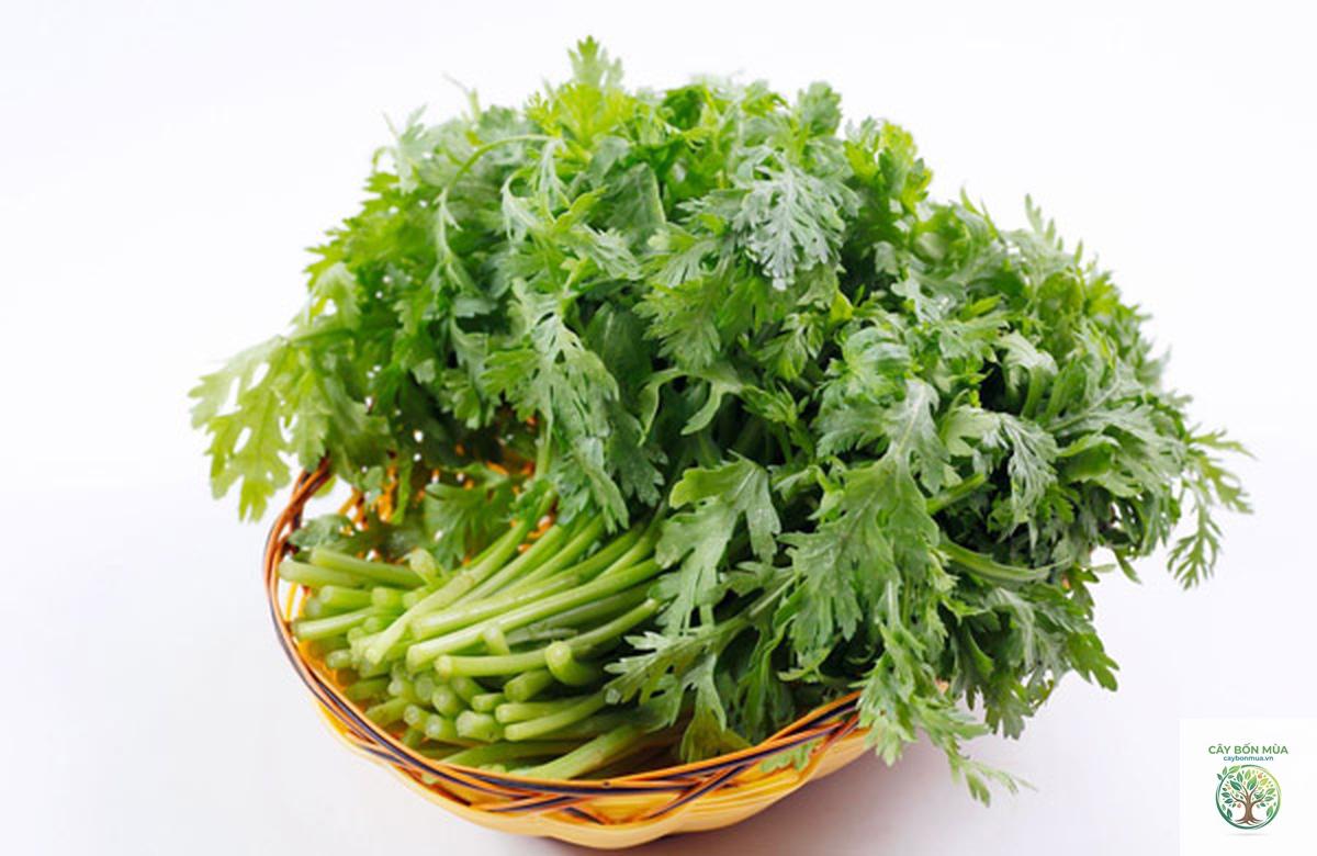 cây cải cúc Hàn Quốc - Image 1
