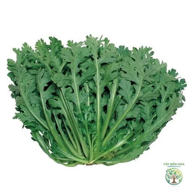 cây cải cúc Nhật - Image 4