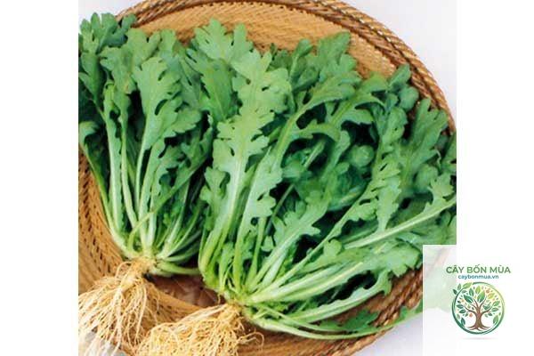 cây cải cúc Nhật - Image 1