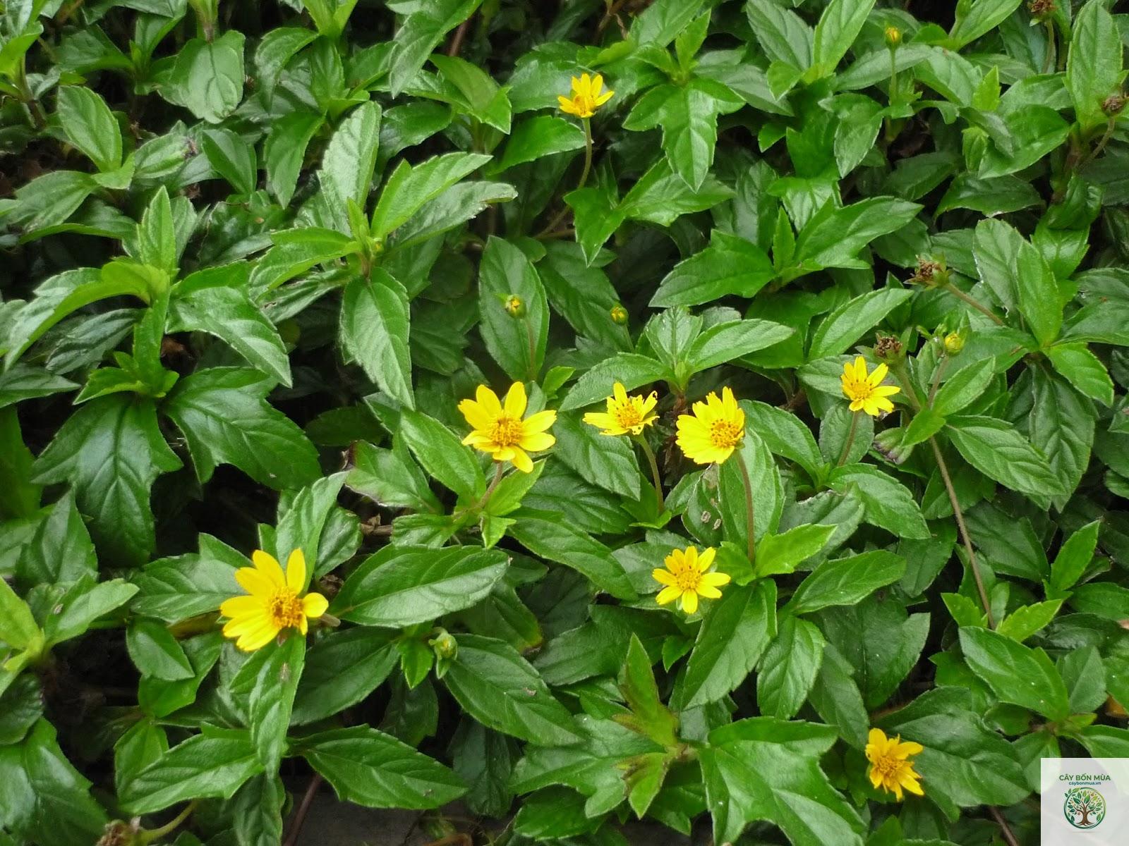 cây cải cúc dại - Image 4