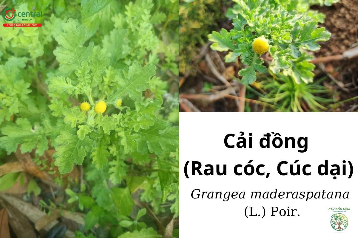 cây cải cúc dại - Image 1