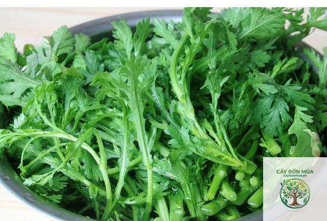 cây cải cúc rừng - Image 4