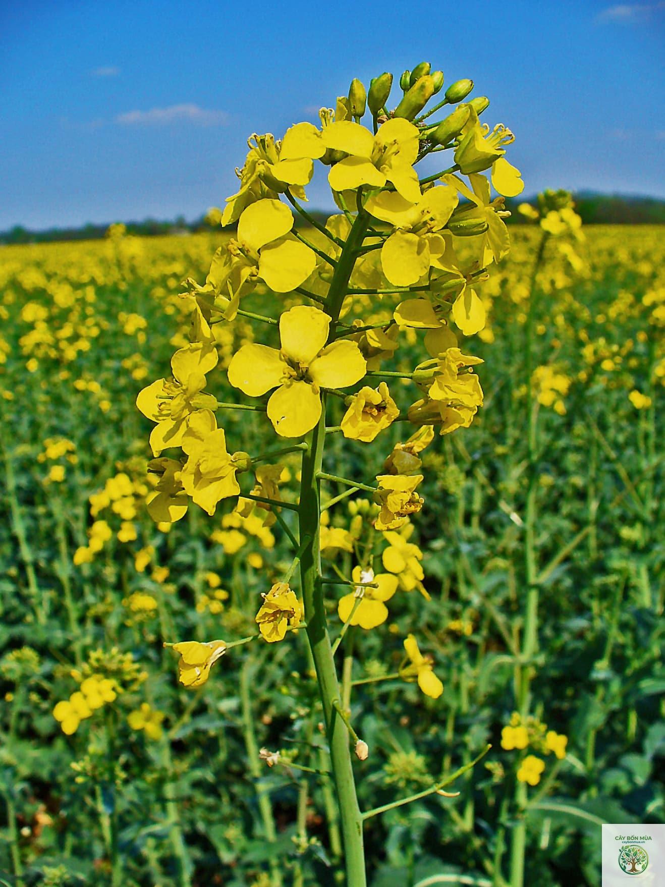cây cải dầu - Image 2