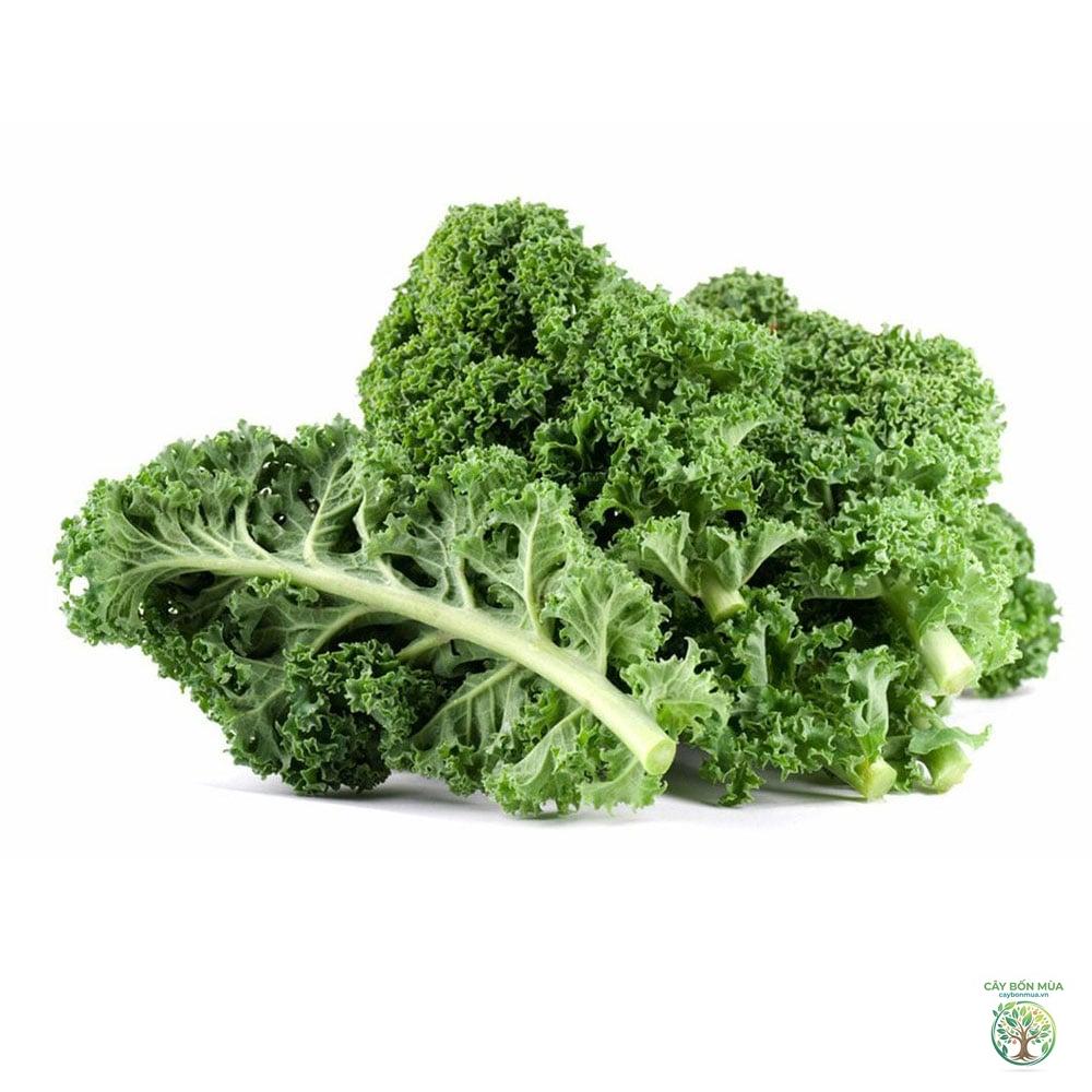 cây cải kale - Image 2