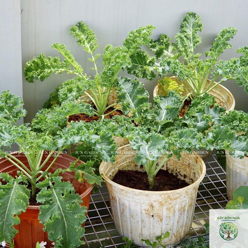 cây cải kale - Image 4