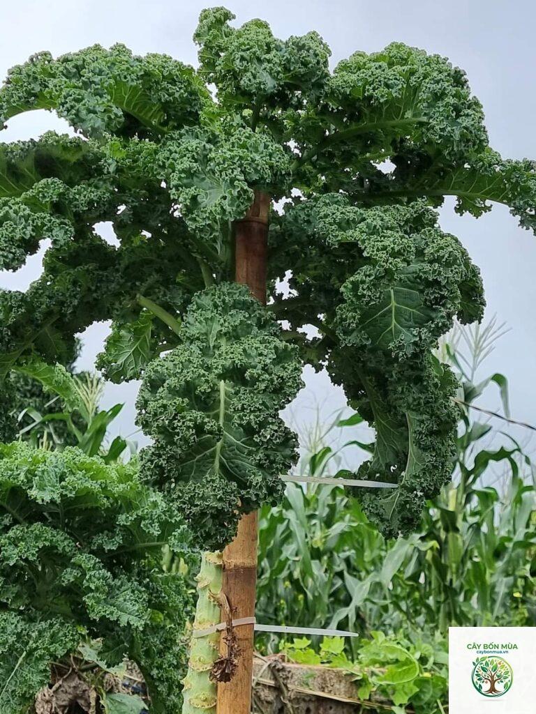 cây cải kale