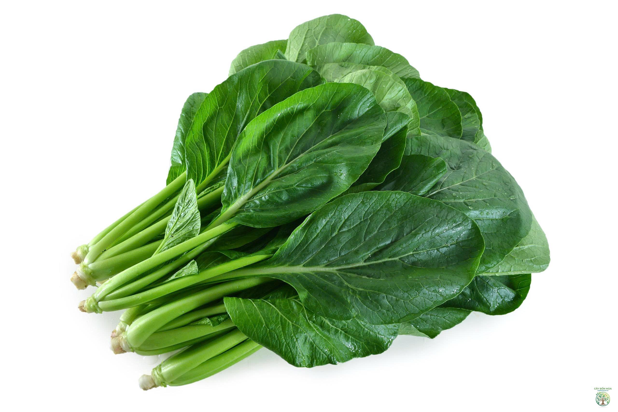 cây cải komatsuna - Image 2