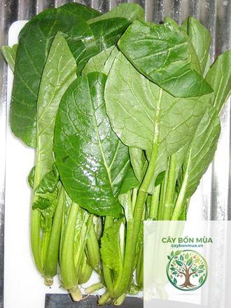 cây cải komatsuna