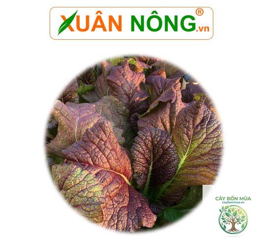 cây cải mù tạt đỏ - Image 2