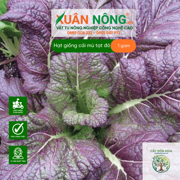 cây cải mù tạt nâu - Image 3