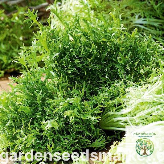 cây cải mù tạt nâu