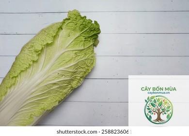 cây cải mù tạt trắng - Image 3