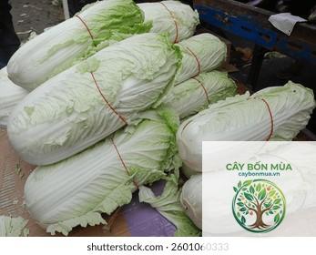 cây cải mù tạt trắng