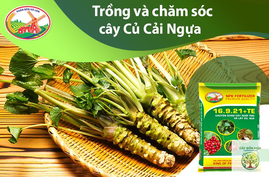 cây cải ngựa - Image 2