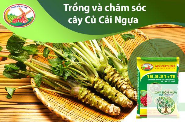 cây cải ngựa Áo