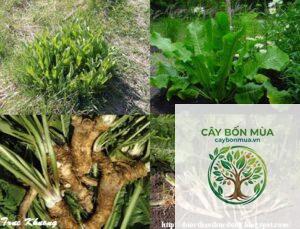 cây cải ngựa Đức