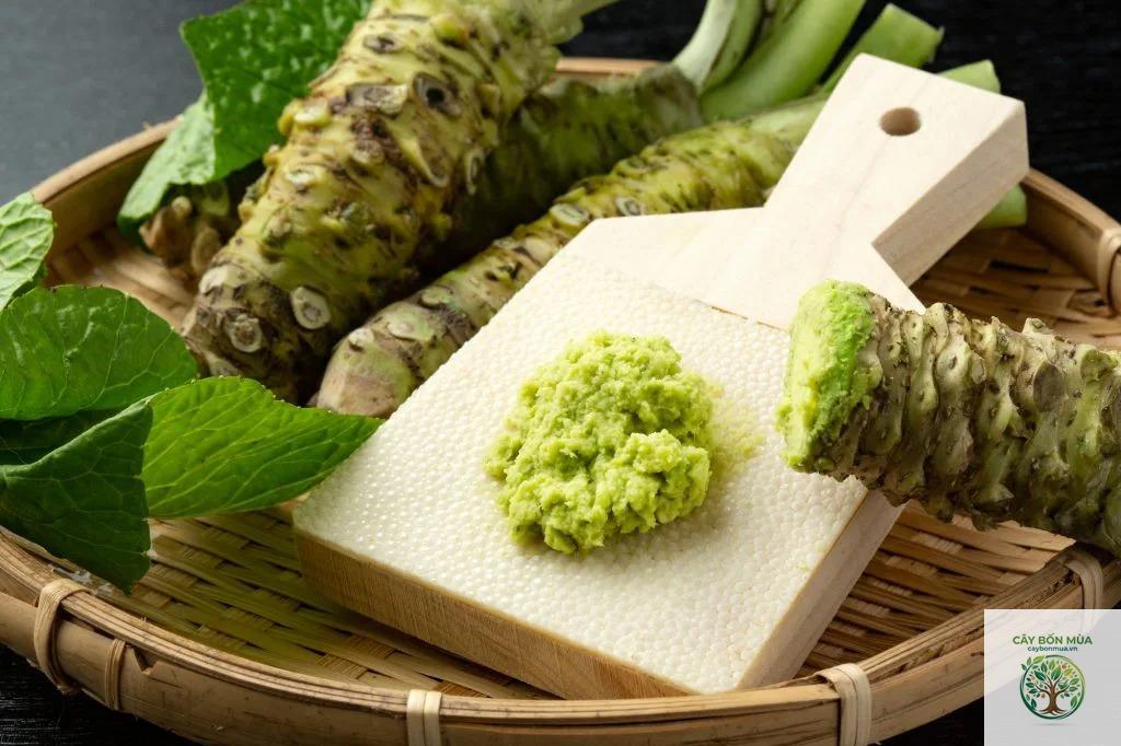 cây cải ngựa Nhật