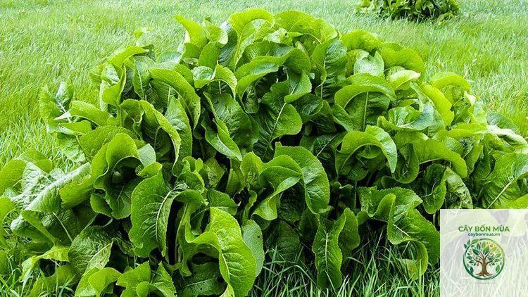 cây cải ngựa