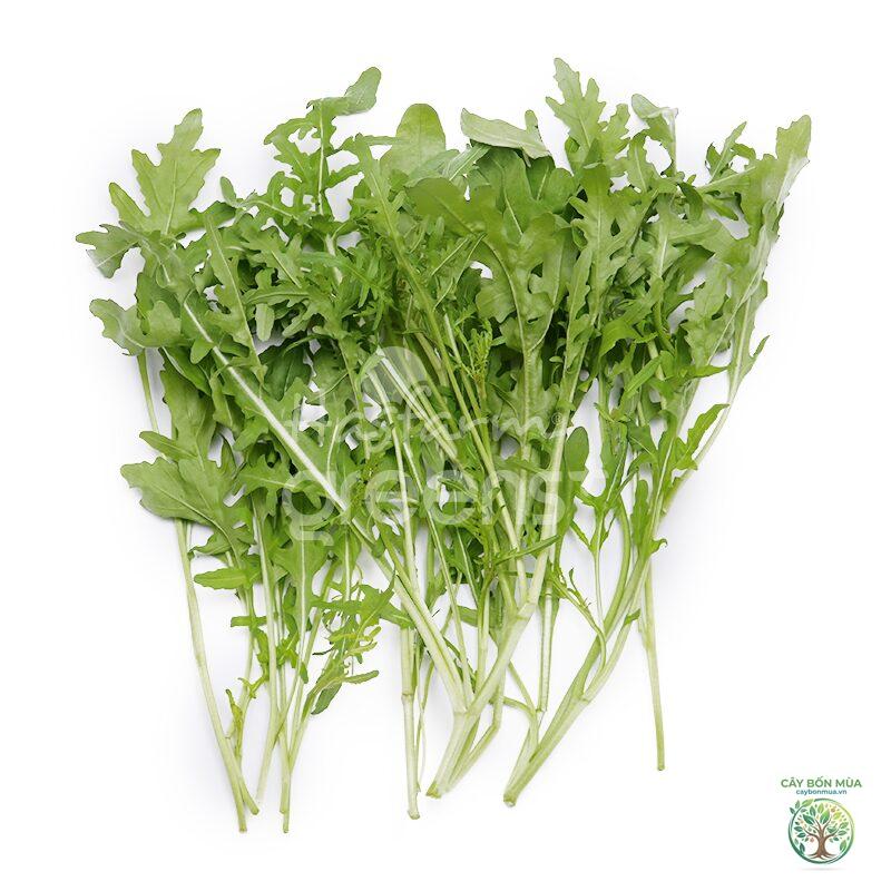 cây cải rocket - Image 5